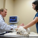 Dr. Crawford doing an abdominal ultrasound