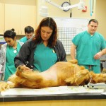 surgery procedure