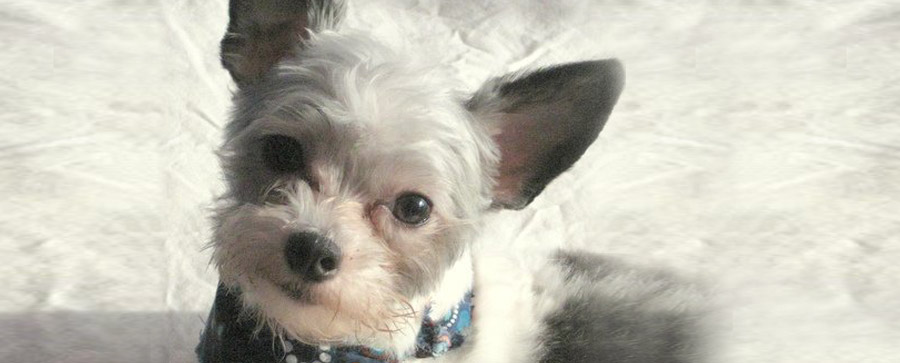 Peewee-Payne